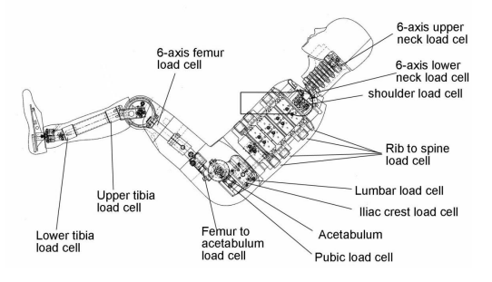 ES-2re Humanetics