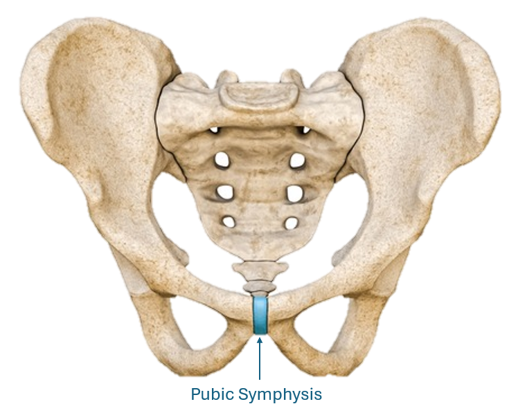 Pubic Symphysis