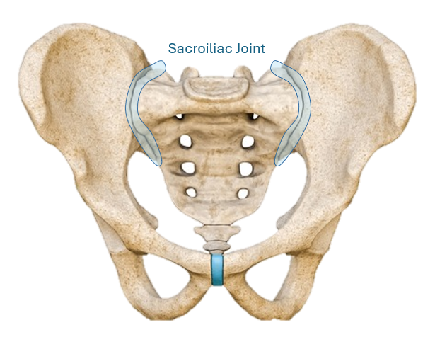 Sacroiliac Joint